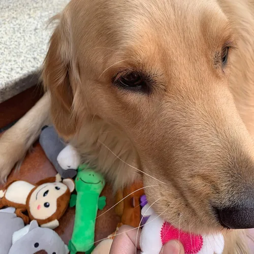 Miniatura 6 de Jalousie Paquete de 12 juguetes de peluche para perros, juguetes masticables chirriantes de primera calidad para perros pequeños y medianos