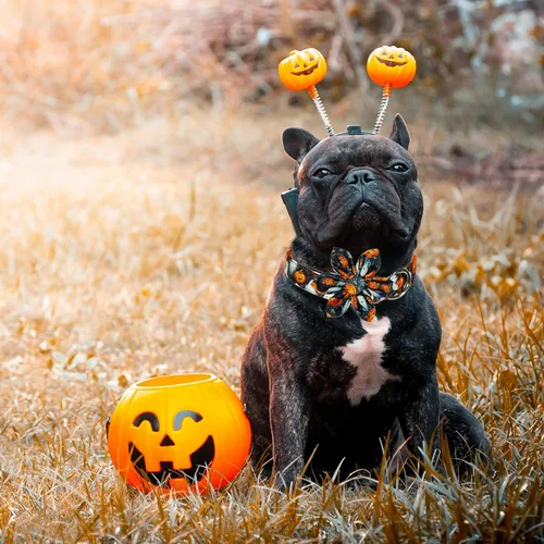 Miniatura 6 de Perros de Halloween de girasol: collar de perro espeluznante, diversión floreciente para las aventuras de truco o trato de tu cachorro