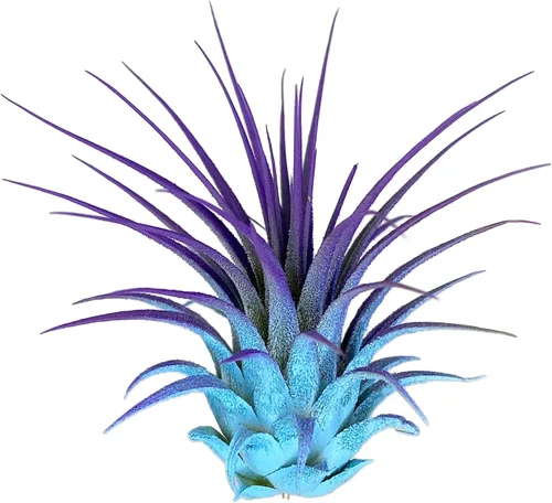 Planta de aire Rainbow Tillandsia, planta de aire Tillandsia, planta de aire, purificación de aire, planta de casa, decoración y regalo para el azul
