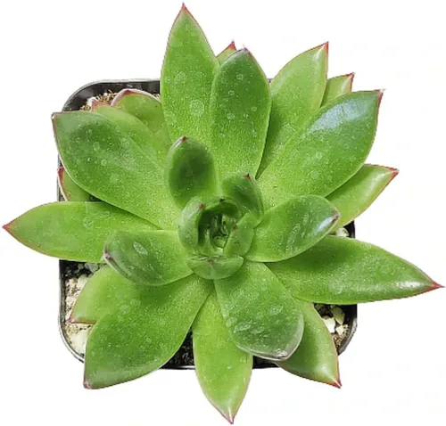 Miniatura 2 de Echeveria Agavoides Christmas 2 pulgadas Suculenta saludable Echeveria Live Easy Care planta interior casa, totalmente arraigada en tamaños