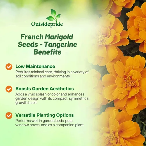 Miniatura 3 de Outsidepride 500 semillas anuales Tagetes Patula Caléndula Francesa Tangerine Garden Flower Seeds para plantar Mandarina Francesa