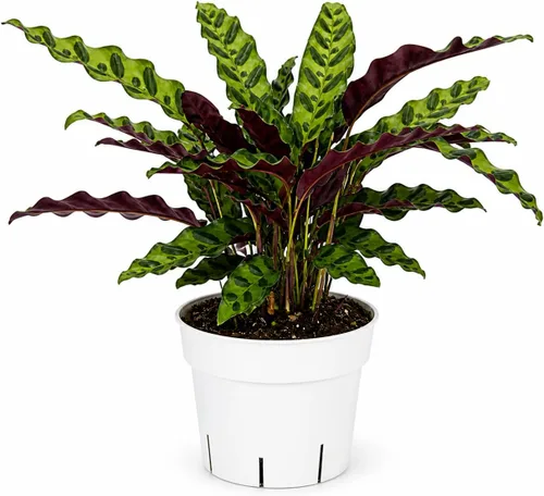 Miniatura 10 de Agloanema Garnet House Plant, Chinese Evergreen Live Plant for Indoor Spaces, Colorful Aglaonema Live Plant, Feng Shui Plants Live Houseplants for