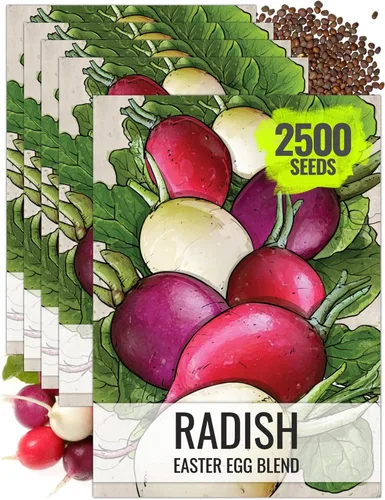 Miniatura 18 de Seed Needs Semillas de rábano para plantar rábanos sandía, reliquia sin OMG y sin tratar, cultiva un huerto cultivado en casa, cultivos para clima