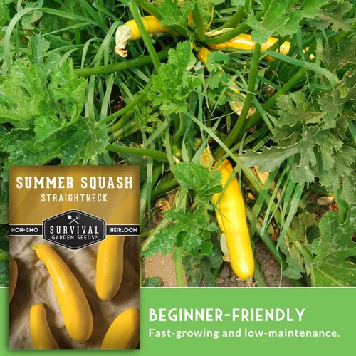 Miniatura 4 de Semillas amarillas de calabaza de cuello recto para plantar, variedad de semillas de verduras de verano de cuello recto reliquia, sin OMG, alto
