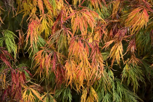 Miniatura 8 de 10 Weeping LACELEAF Maple Japanese Acer Palmatum Dissectum Green Yellow Red Tree Seeds