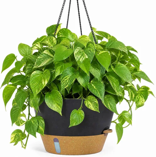 Miniatura 12 de ZMTECH Macetas colgantes de 12 pulgadas para interior, maceta colgante grande con nivel de agua visible y cadena, maceta colgante de flores