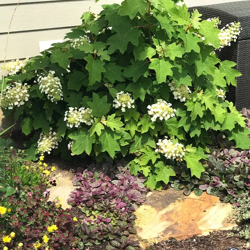 Miniatura 5 de CHUXAY GARDEN 50 semillas de hortensias quercifolia, hortensia de hoja de roble, hortensia de hoja de roble, llamativa planta de paisajismo que