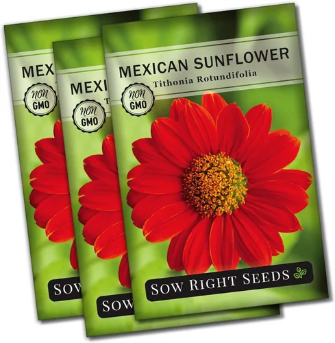 Miniatura 8 de Sow Right Seeds - Semillas de girasol mexicano para plantar - Paquete de reliquia sin OMG con instrucciones para cultivar - Flores de color naranja