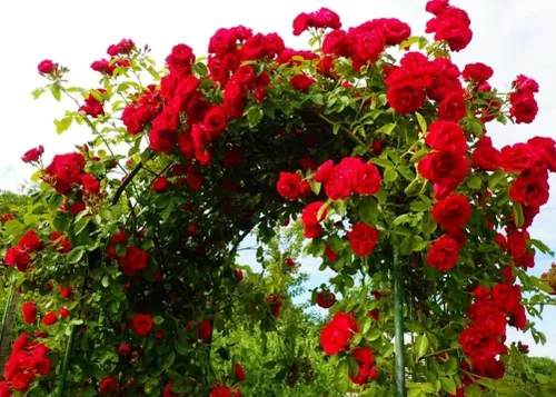 Miniatura 2 de Más de 100 semillas de rosas rojas trepadoras para plantar al aire libre, flores ornamentales trepadoras, arbustos de rosa, trepador de vid de larga
