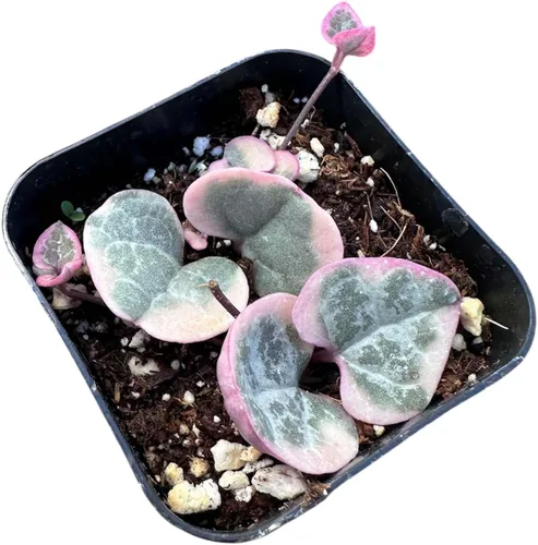 Miniatura 10 de Plantas Suculentas Vivas de USKC (Maceta de 5 cm Pachyphytum Oviferum - Piedra Lunar Rosa)