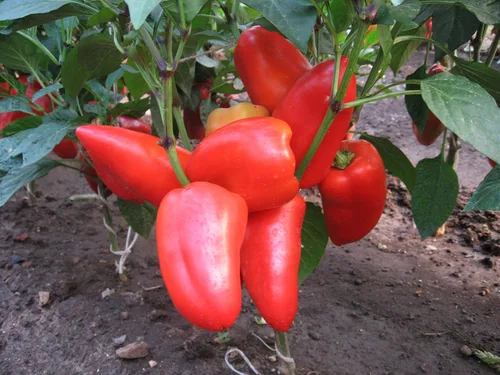 Miniatura 3 de Semillas Verduras Sweet Bell Red Giant Pepper - 30 Semillas