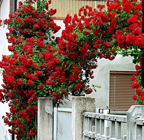 Más de 100 semillas de rosas rojas trepadoras para plantar al aire libre, flores ornamentales trepadoras, arbustos de rosa, trepador de vid de larga