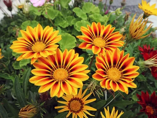 Miniatura 2 de Semillas de flores de Gazania rojas y amarillas para cultivar, fabricadas en Estados Unidos, se envía desde Iowa, ideal con caléndula o rosas.