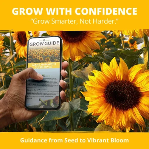 Miniatura 8 de HOME GROWN Semillas de girasol para plantar Más de 520 semillas de girasol de mamut gigante para plantar paquete a granel reliquia, alta