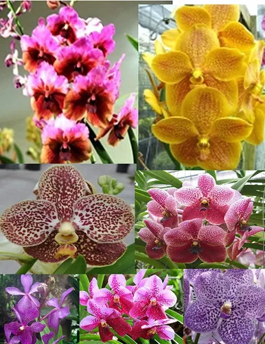4 plantas de orquídeas vivas para elegir (Cattleya, Oncidium, Vanda, Dendrobium, Phalaenopsis) (Vandas + paquete de calor)