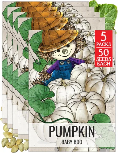 Miniatura 12 de Seed Needs, Jack O' Lantern - Semillas de calabaza – 25 semillas tradicionales para plantar Cucurbita Pepo – Sin OMG y sin tratar, ideal para tallar