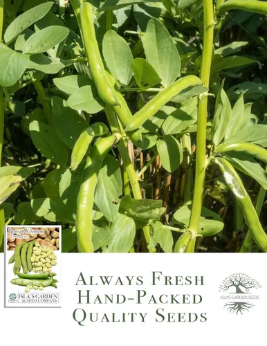 Miniatura 4 de Semillas de frijol Fava "Broad Windsor" para plantar, 25 semillas tradicionales por paquete, semillas de jardín de Isla