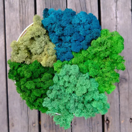 Miniatura 36 de Musgo de Reno Preservado Verde Natural Kit de Bricolaje Arte de Jardinería Decoración de Pared Decoración de Floristería Decoración de Mesa