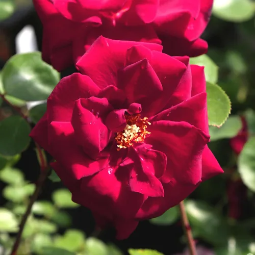 Rosas trepadoras tradicionales, planta de raíz viva para jardín al aire libre, resplandor, ligeramente fragante, zonas de rusticidad 5-10, floración