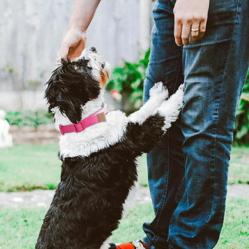 Miniatura 6 de Collar de perro personalizado, collar de identificación personalizado con nombre de mascota y número de teléfono, collar de nailon reflectante