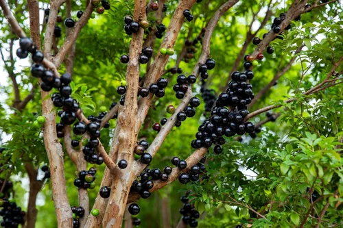 Miniatura 3 de ragnaroc Árboles frutales vivos – Plinia cauliflora Jaboticaba de 9 a 12 pulgadas de alto en maceta de 4 pulgadas – 1 ct – Color cuando florece