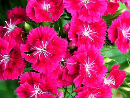 Miniatura 32 de Guardería Greenwood: Plantas Perennes Vivas - Rosa de Bath + Dianthus Gratianopolitanus - [Cantidad: 1x Maceta de Pinta]