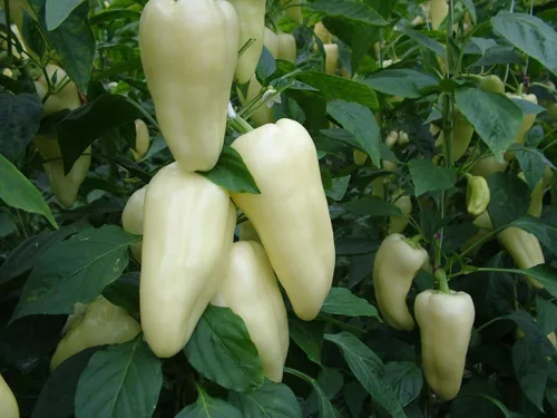 Miniatura 3 de Semillas de pimiento dulce blanco-rojo Belozerka Vegetal sin OMG para plantar