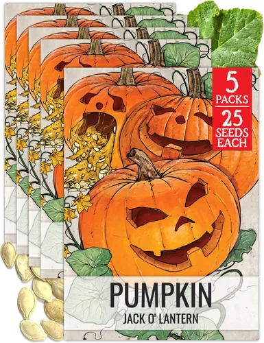 Seed Needs, Jack O' Lantern - Semillas de calabaza – 25 semillas tradicionales para plantar Cucurbita Pepo – Sin OMG y sin tratar, ideal para tallar