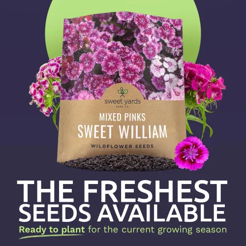 Miniatura 2 de Semillas Sweet William - Colores rosados mezclados - Paquete extra grande de 1 onza - Más de 30,000 semillas de flores polinizadas abiertas sin OMG