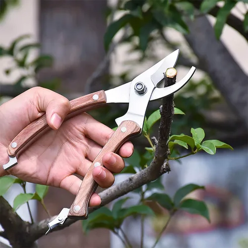 Miniatura 5 de BUGUI Tijeras de podar con mango de madera, hoja de acero SK-5, capacidad de corte de 1 pulgada, tijeras de jardín afiladas y bien diseñadas, 8