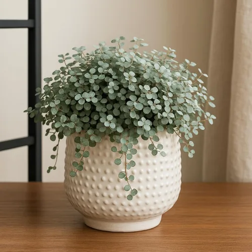 Miniatura 2 de Silver Stunner Pilea (Pilea libanensis) en planta viva en maceta de 2 pulgadas, follaje pequeño y brillante para una fácil decoración de interiores