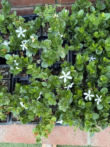 Planta de ciruela Natal enana (Carissa macrocarpa Nana) - Maceta de 2 pulgadas