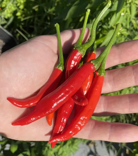 Pimienta calabresa Ristra Italian Piccante Calabrese Pimiento picante de Calabria Semillas premium para plantar paquete