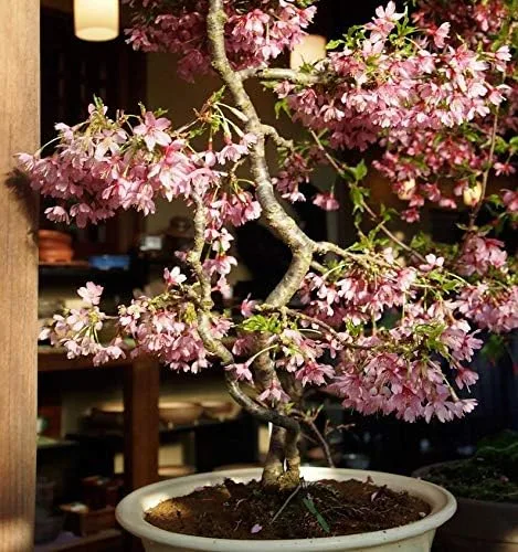 Miniatura 3 de 10 semillas japonesas de bonsái de flor de cerezo, semillas exóticas frescas de bonsái raras
