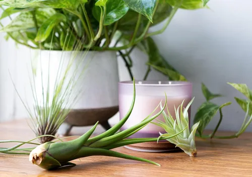 Miniatura 5 de Tillandsia Plantas de aire vivas de interior (paquete de 100), plantas de aire, recuerdos de fiesta a granel o recuerdos de boda, plantas vivas