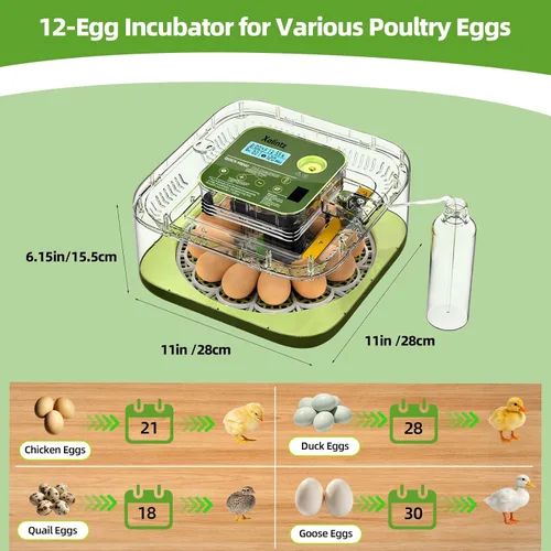 Miniatura 7 de Incubadora automática de 12 huevos – Pantalla digital de temperatura/humedad, cuenta regresiva del día de escotilla, girador automático de huevos