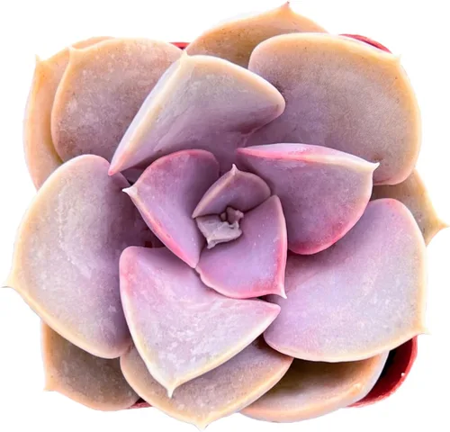 Miniatura 10 de Sprout N Green Sedum Dorado, Sedum adolphi, Mini suculenta viva totalmente enraizada en maceta de inicio de 2 pulgadas con mezcla de tierra, planta