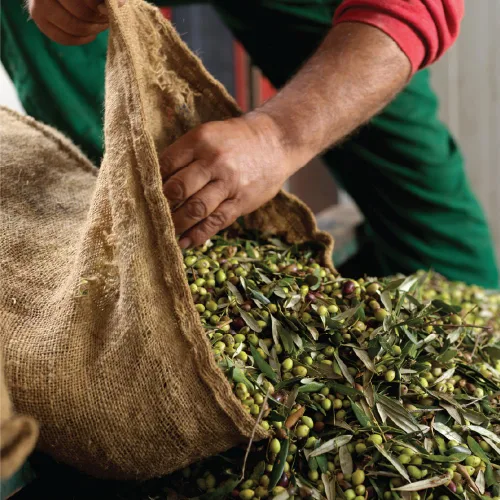 Miniatura 5 de Iliada Kalamata DOP Aceite de oliva virgen extra, 1 litro Multipremiado Región única 100% griega Koroneiki monovarietal Prensa en frío