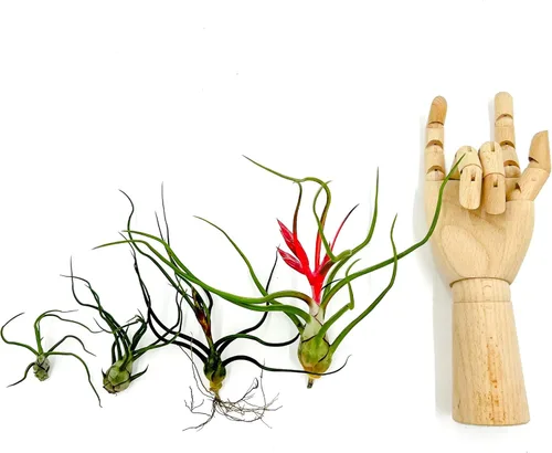 Miniatura 4 de ragnaroc Air Plants - Floración Tillandsia Bulbosa Belice, gigante de 7-9 pulgadas, 1 unidad, llegada en vivo garantizada, plantas