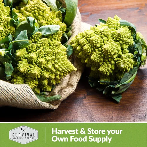 Miniatura 5 de Romanesco - Semillas de brócoli para plantar, vegetales exóticos italianos tradicionales con cabezas en espiral únicas, alto rendimiento, cultivo