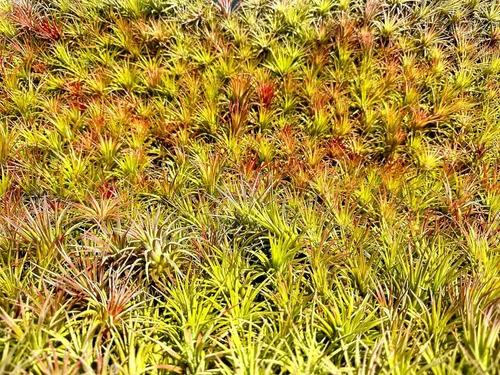 Miniatura 6 de ragnaroc Plantas de aire - Paquete de Tillandsia Ionantha, Regular 1-3" - 5 unidades - Llegada viva garantizada - Plantas de casa para decoración