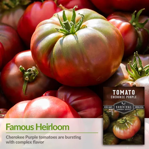 Miniatura 3 de Cherokee - Semillas de tomate morado para plantar, variedad de bistec reliquia con rico sabor dulce y ahumado, tomates grandes sin OMG para cortar