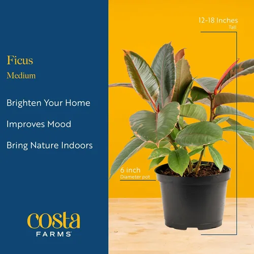 Miniatura 4 de Costa Farms Ficus Audrey, planta viva de interior de 1 a 2 pies de altura en maceta minimalista de 6 pulgadas, fácil de cultivar, purifica el aire
