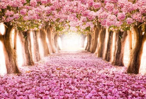 AOFOTO Fondo de fondo de flores de cerezo de primavera de 5 x 3 pies, flores rosadas, árbol, pétalos florales, boulevard, fondo de fotografía, baby