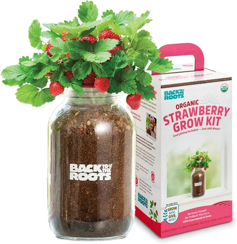 Miniatura 5 de Back to the Roots Planta de Ají Orgánico sin Transgénicos, Cultiva Ajíes Orgánicos Todo el Año, Kit de Cultivo para Ventana, Mejor Regalo