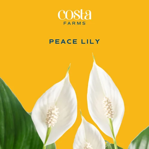 Miniatura 3 de Costa Farms Peace Lily - Planta viva en maceta decorativa, planta de interior purificadora de aire, perfecta para decoración del hogar, habitación u