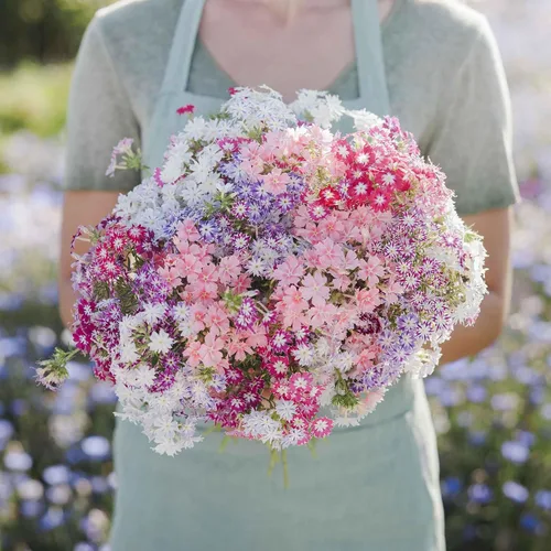 Miniatura 10 de Eden Brothers Semillas anuales Phlox - Beauty Blue