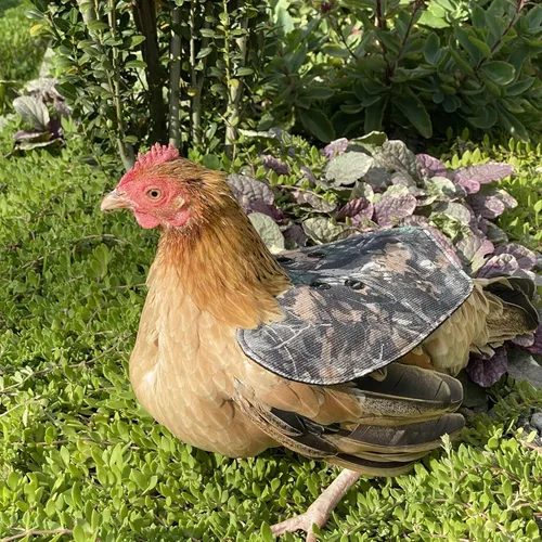 Miniatura 4 de The Chicken Chick® Bantam - Silla de montar de acoplamiento para gallina / pequeña