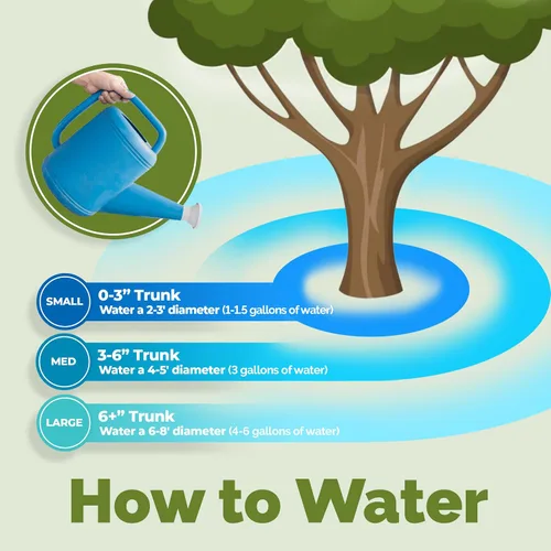 Miniatura 8 de Dracaena Fertilizante - Alimento líquido vegetal para hojas verdes ricas y crecimiento fuerte de la caña, 8 onzas