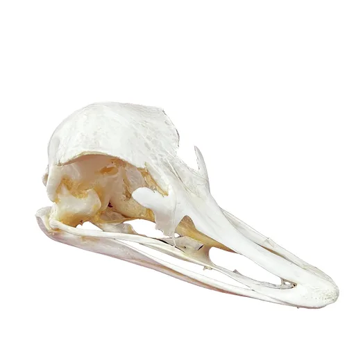 Miniatura 12 de Calaveras de animales reales en taxidermia, espécimen de huesos reales, suministros de taxidermia para educación científica, regalo especial